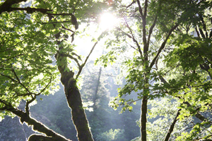 Sunlit branches